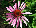 echinacea purpurová