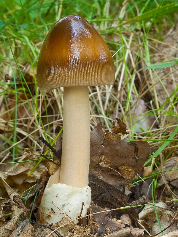 muchotrávka plavohnedá Amanita fulva Fr.