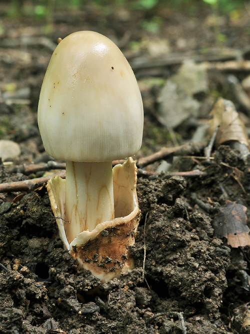 muchotrávka Amanita sp.