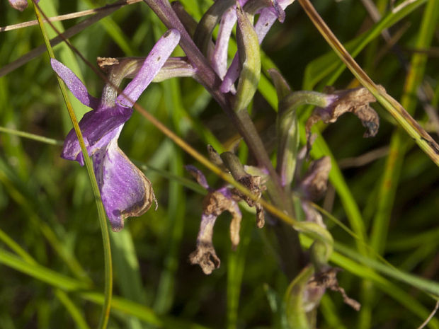 červenohlav močiarny Anacamptis palustris (Jack.) R. M. Bateman, A. M. Pringeon & M. W. Chase