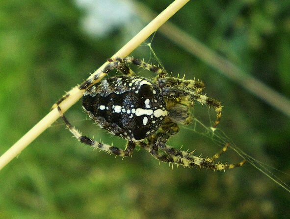 křižák obecný  Araneus diadematus