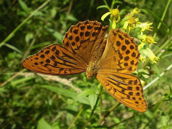 perlovec striebristopásavý Argynnis paphia