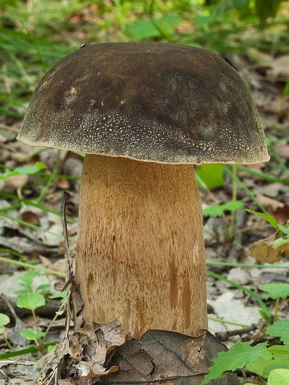 hríb bronzový Boletus aereus Bull. ex Fr.