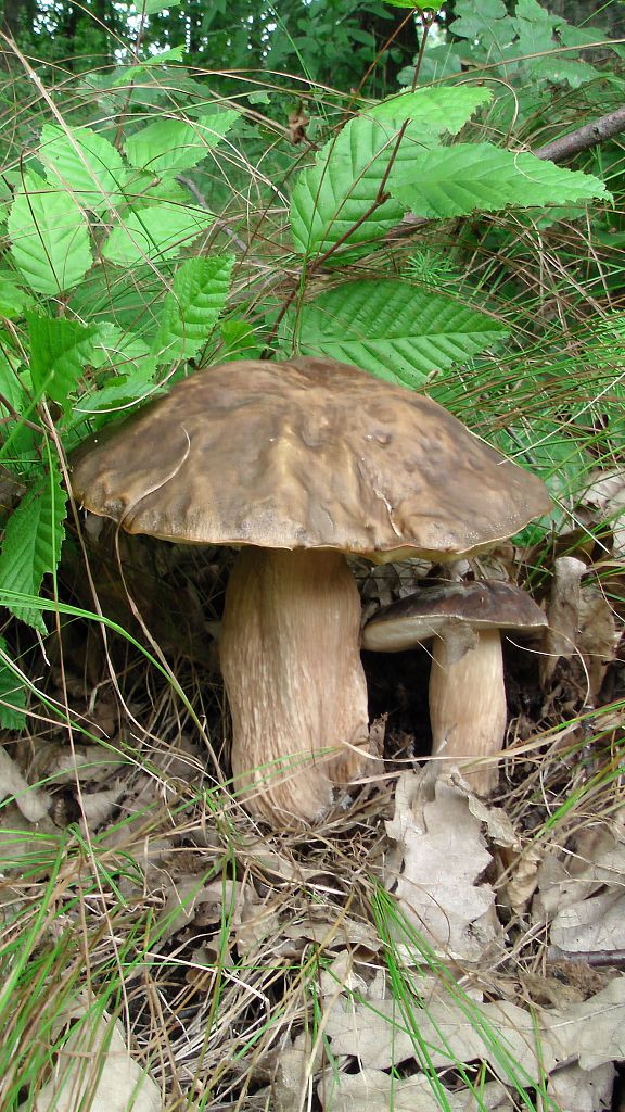 hríb bronzový Boletus aereus Bull. ex Fr.