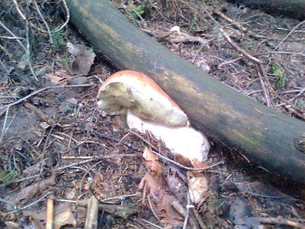 hríb smrekový Boletus edulis Bull.