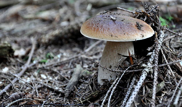 hríb smrekový Boletus edulis Bull.