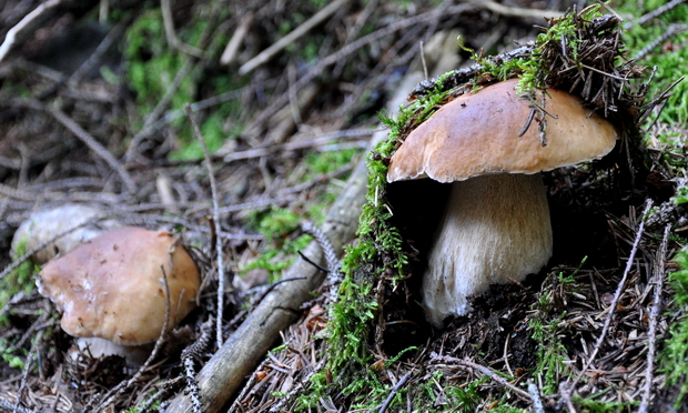 hríb smrekový Boletus edulis Bull.