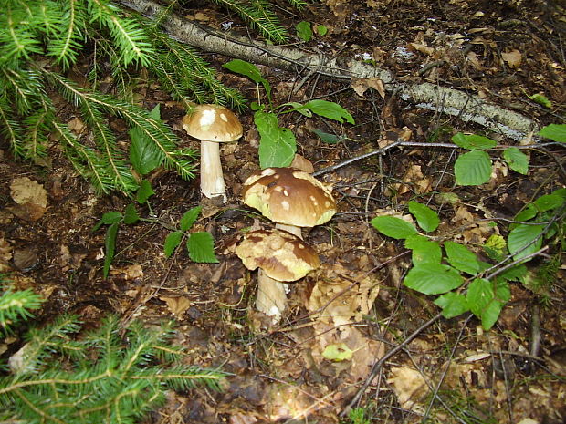 hríb smrekový Boletus edulis Bull.