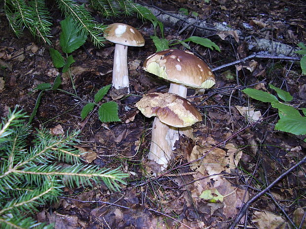 hríb smrekový Boletus edulis Bull.