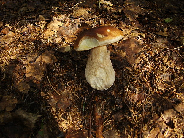 hríb smrekový Boletus edulis Bull.