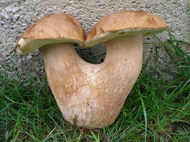 hríb smrekový Boletus edulis Bull.