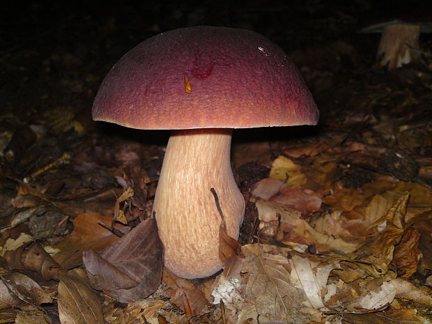 hríb sosnový Boletus pinophilus Pil. et Dermek in Pil.