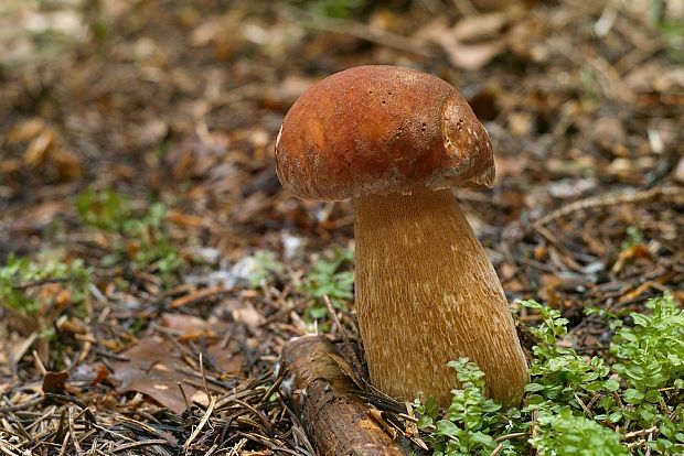 hríb dubový Boletus reticulatus Schaeff.