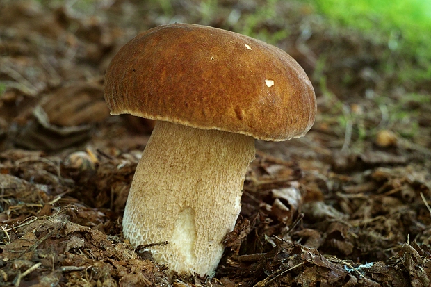 hríb dubový Boletus reticulatus Schaeff.