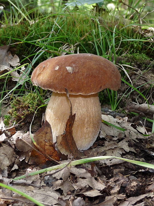 hríb dubový Boletus reticulatus Schaeff.