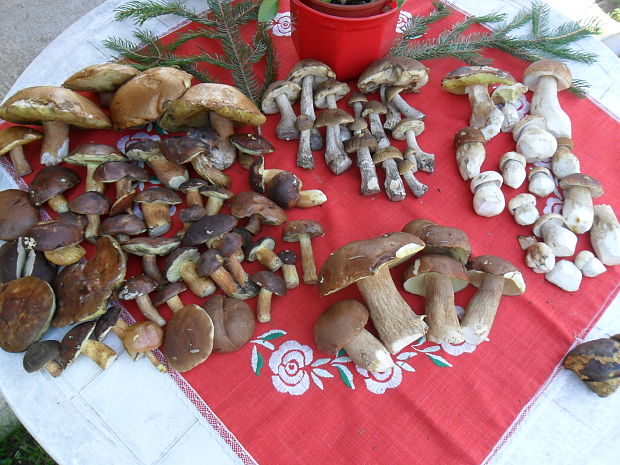 hríb dubový... Boletus reticulatus Schaeff.