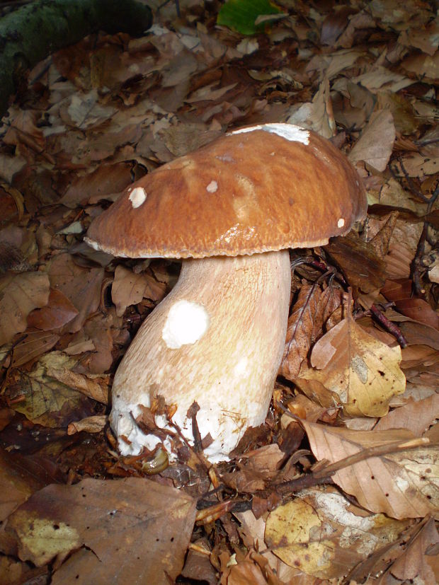 hríb dubový Boletus reticulatus Schaeff.