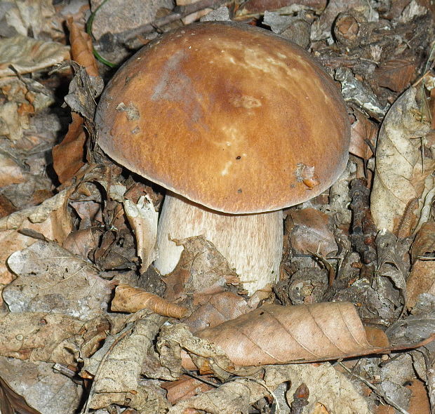 hríb dubový Boletus reticulatus Schaeff.