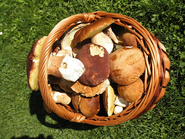 hríb dubový Boletus reticulatus Schaeff.