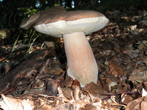 hríb dubový Boletus reticulatus Schaeff.