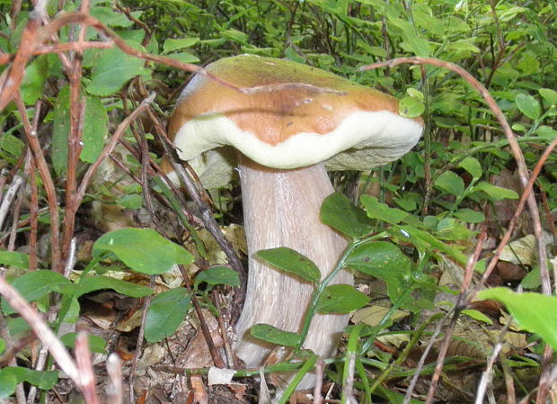 hríb dubový Boletus reticulatus Schaeff.