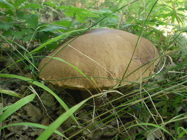 hríb dubový Boletus reticulatus Schaeff.