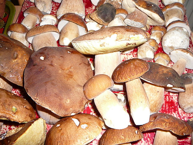 hríb dubový Boletus reticulatus Schaeff.