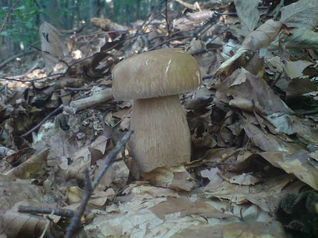 hríb dubový Boletus reticulatus Schaeff.