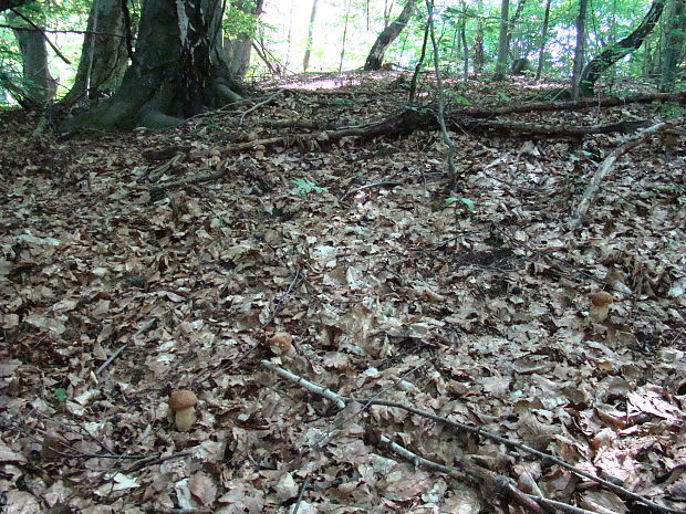 hríb dubový Boletus reticulatus Schaeff.