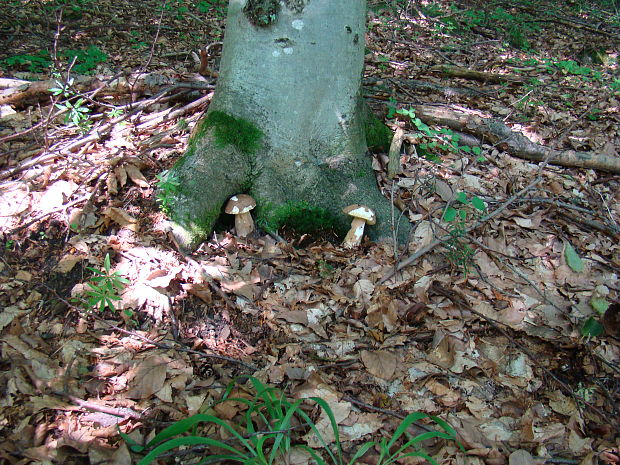 hríb dubový Boletus reticulatus Schaeff.