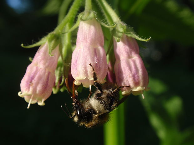 čmeľ zemný Bombus terrestris