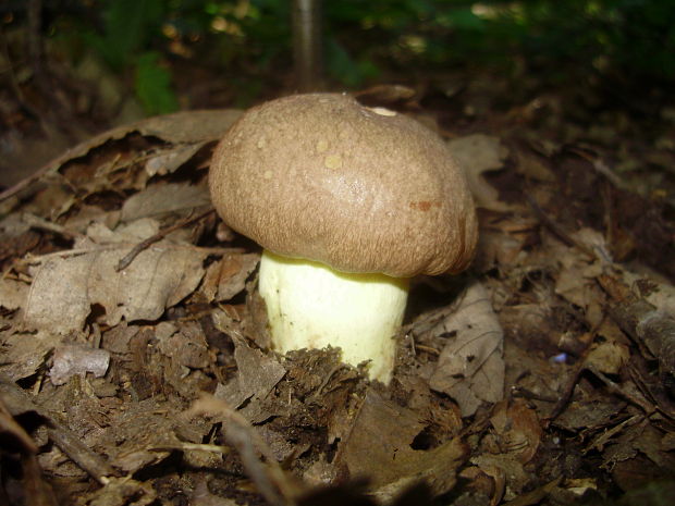 hríb príveskatý Butyriboletus appendiculatus (Schaeff. ex Fr.) Secr.