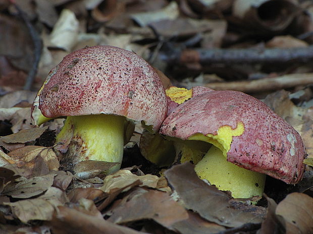 hríb kráľovský Butyriboletus regius (Krombh.) D. Arora & J.L. Frank