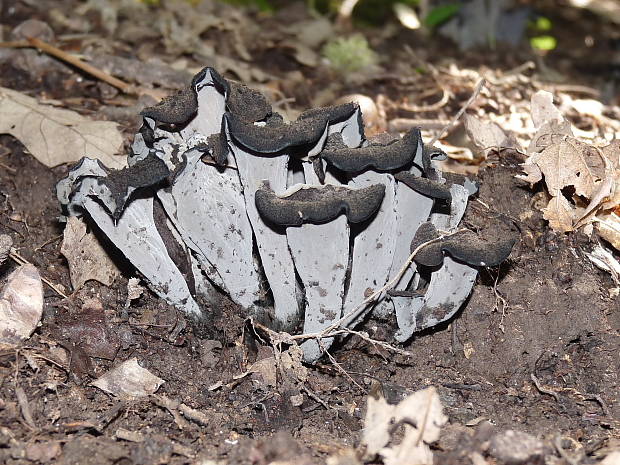 lievik trúbkovitý Craterellus cornucopioides (L.) Pers.