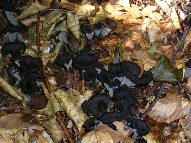 lievik trúbkovitý Craterellus cornucopioides (L.) Pers.