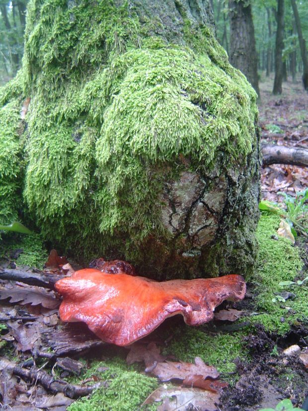 pečeňovec dubový Fistulina hepatica (Schaeff.) With.