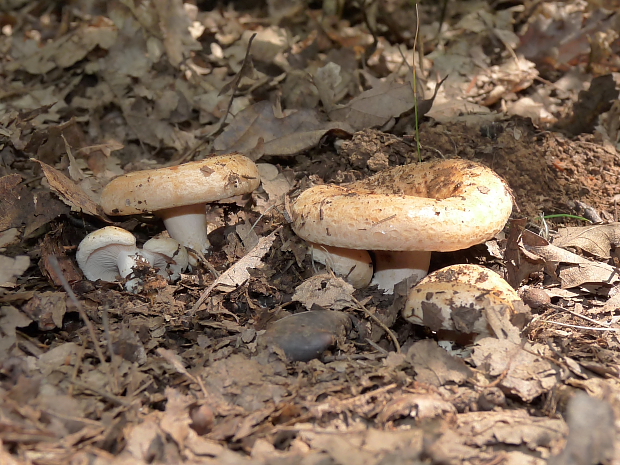 rýdzik Lactarius sp.