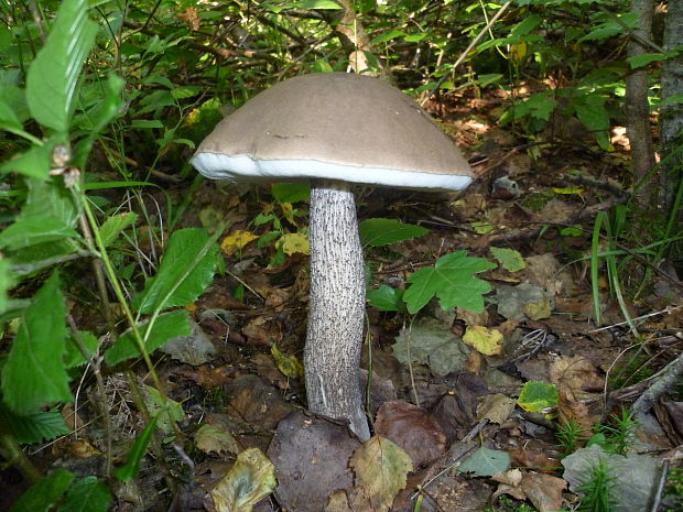 kozák brezový Leccinum scabrum (Bull.) Gray