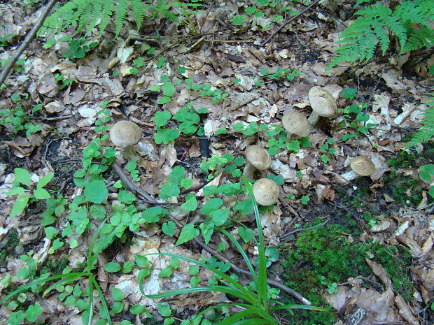 kozák brezový Leccinum scabrum (Bull.) Gray