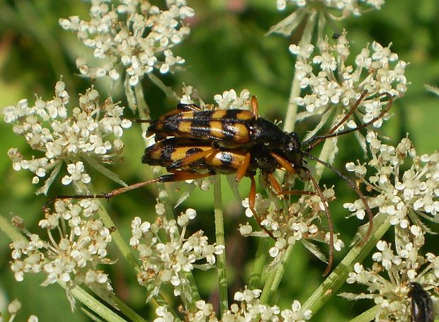 fuzáč štvorpruhový  Leptura quadrifasciata