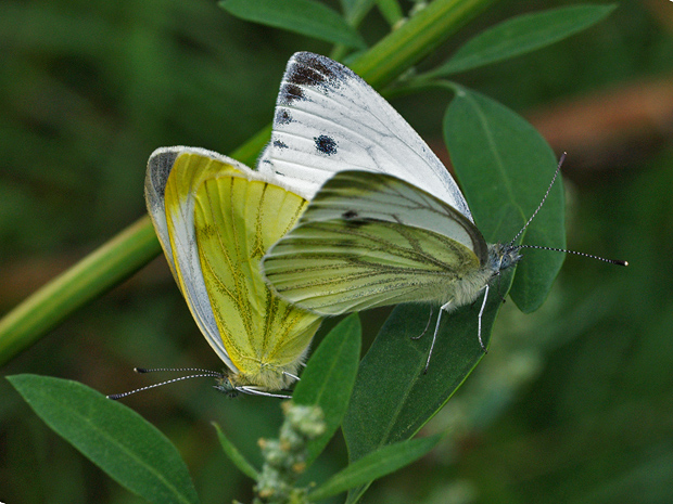 mlynárik repkový  Pieris napi