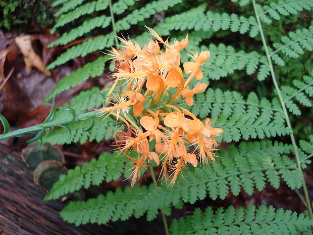 orange-fringed orchid (oranzova orchidea) Platanthera ciliaris L. (Lindl.)