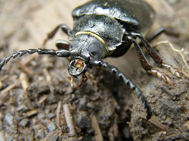 fuzáč hrubý  Prionus coriarius