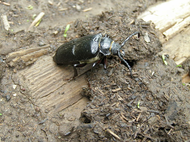 fuzáč hrubý  Prionus coriarius