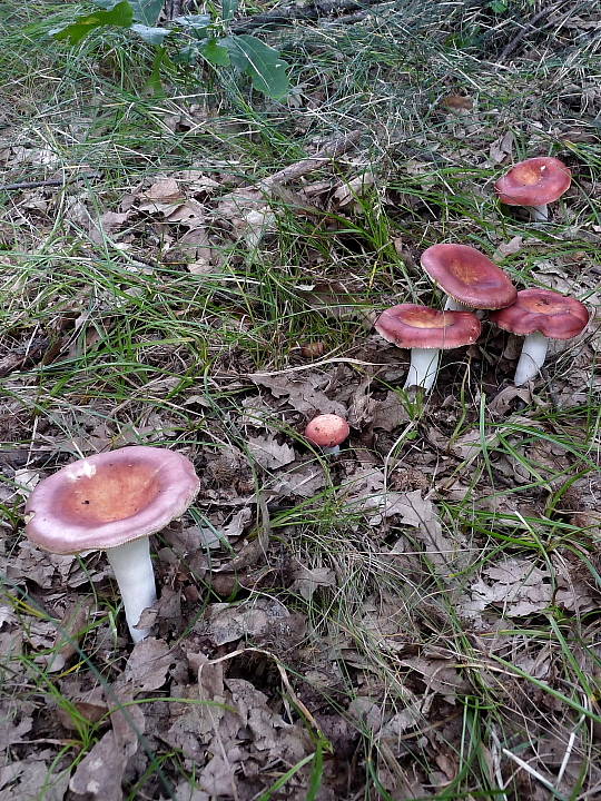 plávka Russula sp.