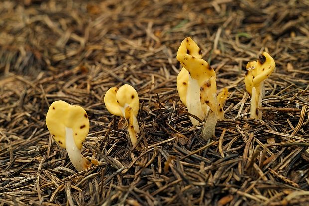 lopatička žltkastá Spathularia flavida Pers.