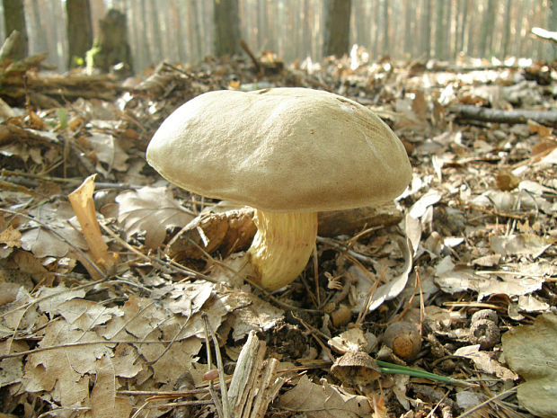 suchohríb plstnatý Xerocomus subtomentosus L.