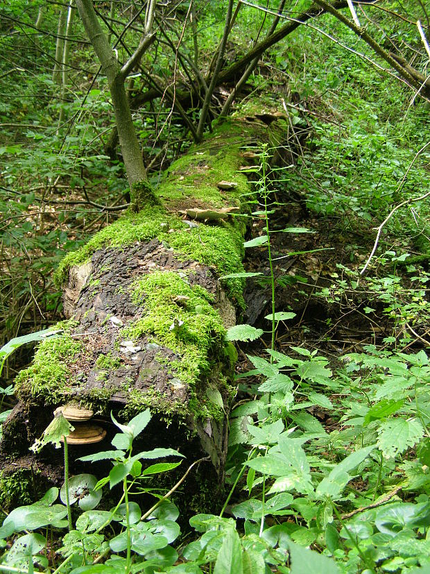 strom plný húb dendron plenarius os