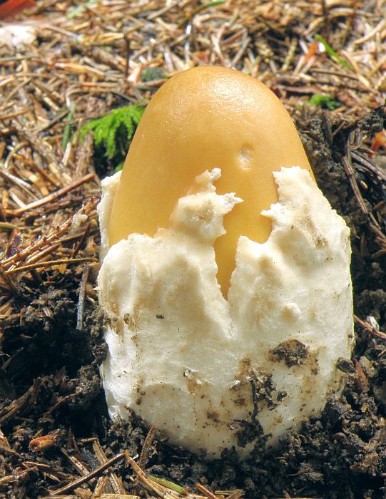 muchotrávka oranžová Amanita crocea (Quél.) Singer