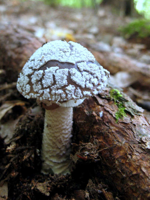 muchotrávka tigrovaná Amanita pantherina (DC.) Krombh.